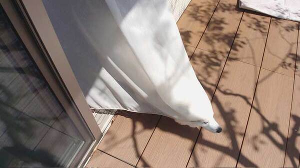 飼い主「爆誕しました！」　カーテンから生まれたのは？