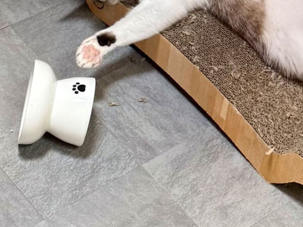 猫の寝姿に、爆笑する人が続出！　そのワケが…「日曜のお父さん」「終電後のベンチにいる人」