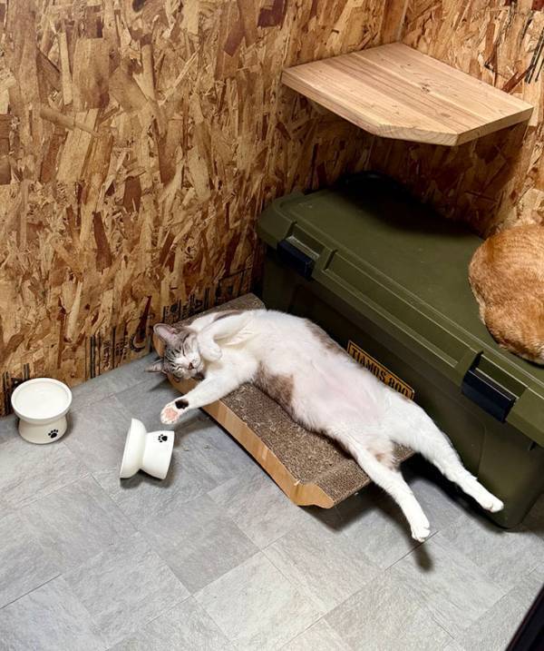 猫の寝姿に、爆笑する人が続出！　そのワケが…「日曜のお父さん」「終電後のベンチにいる人」