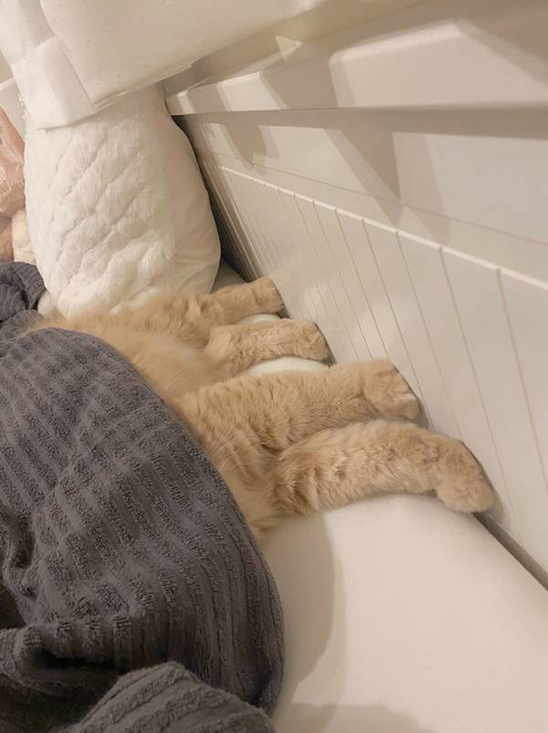 飼い主「猫もやるみたい」　１枚に「笑っちゃった」「仲間です」