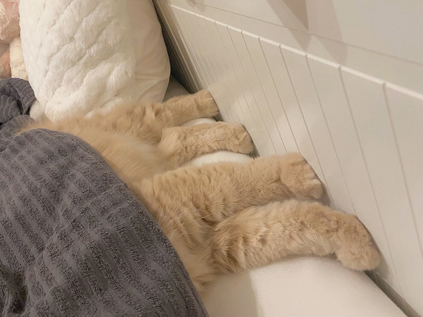 飼い主「猫もやるみたい」　１枚に「笑っちゃった」「仲間です」