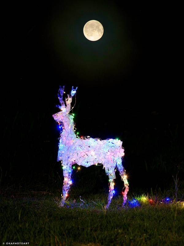 満月の夜に現れた『シカ』　美しすぎる１枚に「絵画かと思った」