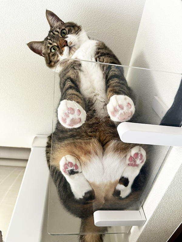 飼い主「絶景をありがとう」　猫を見上げると？「思わず拝んだ」「一生見ていたい」