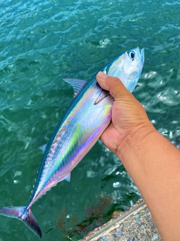 「よくできたオモチャかと…」　釣った魚、よく見ると？「頭が混乱した」