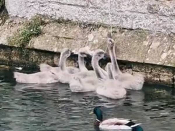 「ママ見ててね！」　窓の外に集まった白鳥のヒナが披露したのは…？