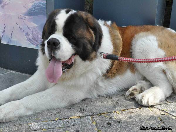 「脚が太いから大きくなるね」といわれたけど？　１枚に「笑った」「かわいすぎ」