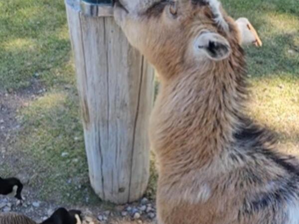 「こんなヤギ見たことない！」　動物園でエサを買おうとしたら？