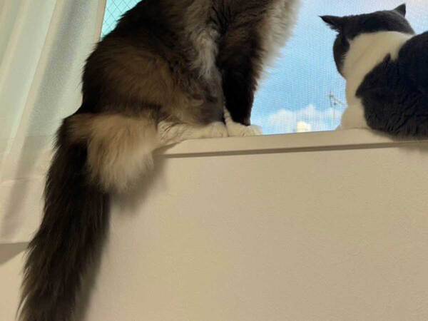 虹を見るため窓を開けると…　猫たちが窓辺にやって来て？「尊い」「絵本の表紙みたい」
