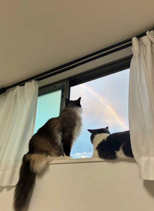 虹を見るため窓を開けると…　猫たちが窓辺にやって来て？「尊い」「絵本の表紙みたい」