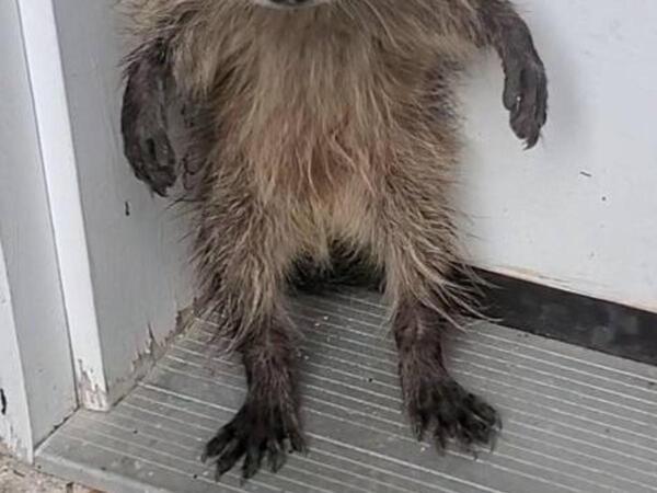 「かわいすぎる」　玄関先で見つかった動物の赤ちゃんに近付くと…？