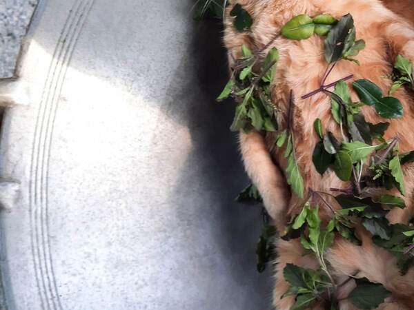 「表情に笑った」「注文したい」　タイ人が作る『バジル炒め』の食材が…？