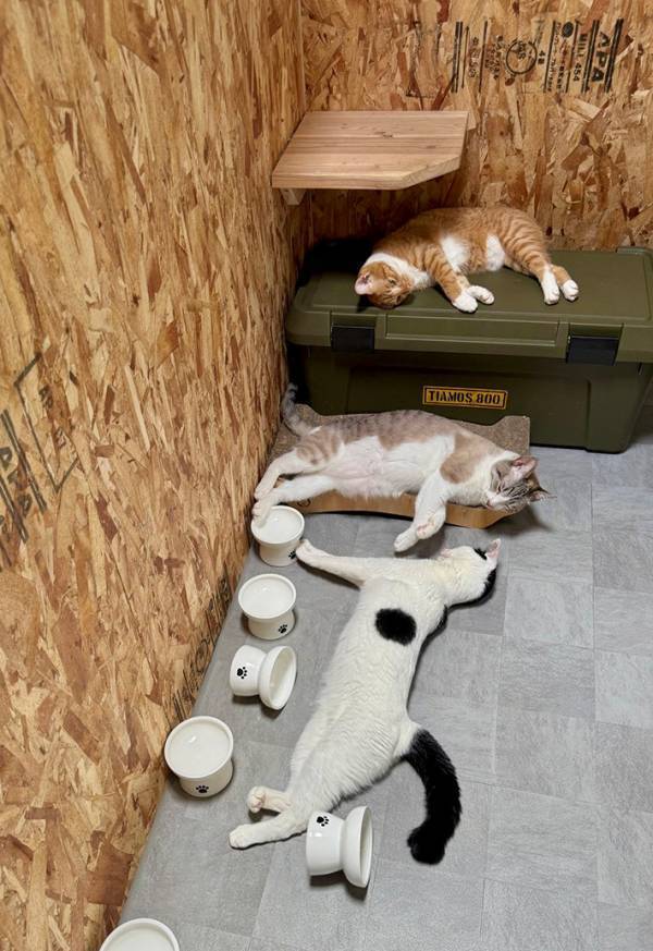 食事を終えた３匹の猫、同じ部屋で？　「酔い潰れていらっしゃる…」「最高の過ごし方」