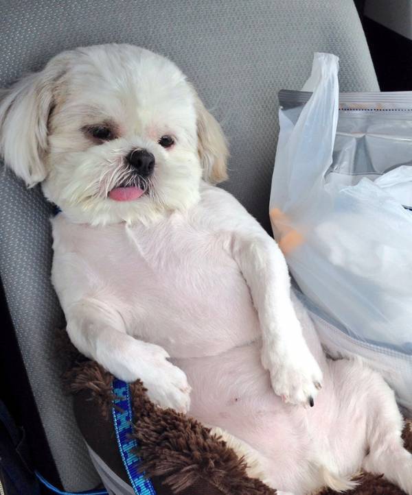 予防注射でテンションが下がった犬　車内での表情に「完全に諦めた時のそれ」