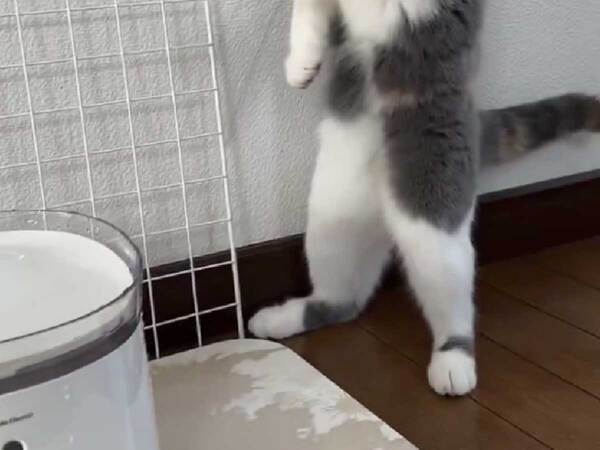 飼い主「初めての給水器に…」　猫の反応に「最高」「笑った」