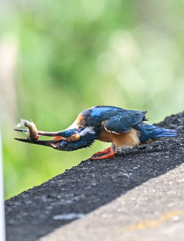 「そ！それだけはやめてぇー！」　カワセミの１枚、口元を見ると…