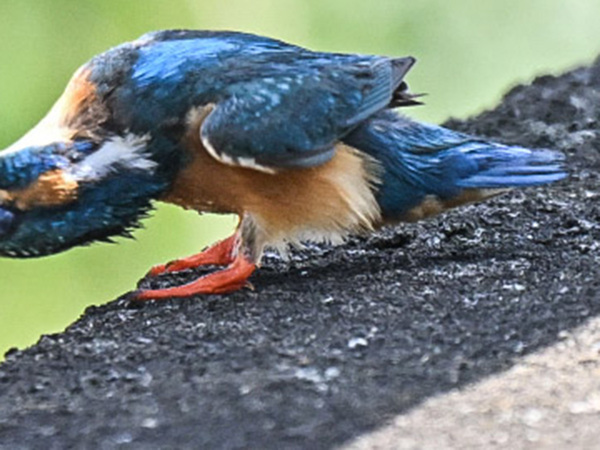 「そ！それだけはやめてぇー！」　カワセミの１枚、口元を見ると…