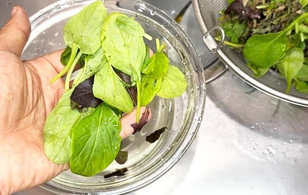 JAが教える！　ベビーリーフを長持ちさせる方法が「簡単だった」