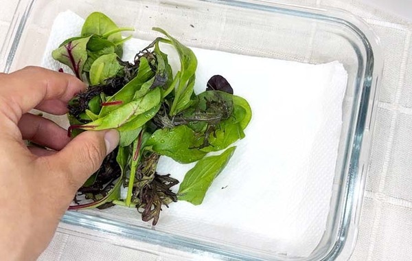 JAが教える！　ベビーリーフを長持ちさせる方法が「簡単だった」