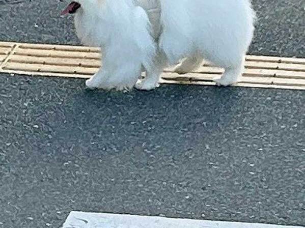 散歩中、セブンイレブンの存在に気付いた犬　行動に、爆笑