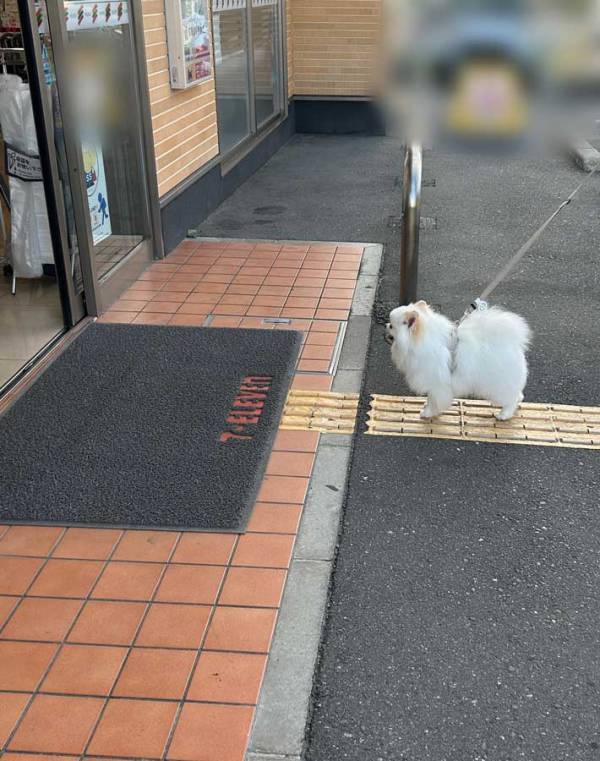散歩中、セブンイレブンの存在に気付いた犬　行動に、爆笑