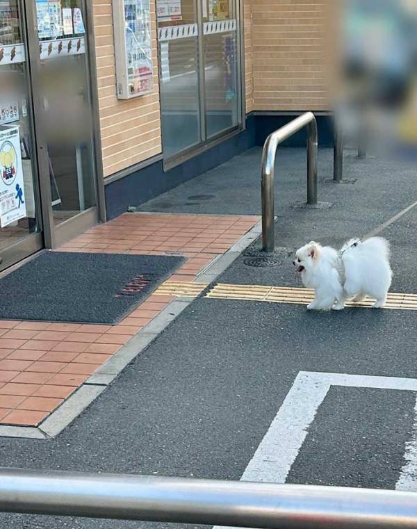 散歩中、セブンイレブンの存在に気付いた犬　行動に、爆笑