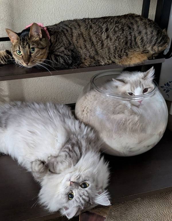 ツッコミどころ満載な３匹の猫　その様子に…「笑っちゃった」「存在感がすごい」