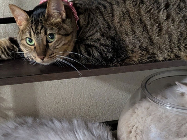 ツッコミどころ満載な３匹の猫　その様子に…「笑っちゃった」「存在感がすごい」