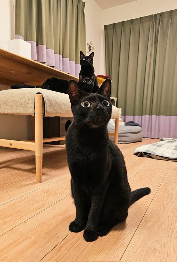 「黒猫ニャンテムポールが完成！」　３匹の猫を写した１枚に「すげえ奇跡だ」
