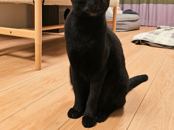 「黒猫ニャンテムポールが完成！」　３匹の猫を写した１枚に「すげえ奇跡だ」