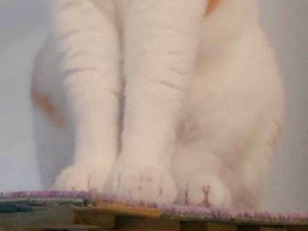 ８万人を驚かせた猫　その姿に「強そう…」「見事だ」