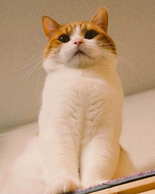 ８万人を驚かせた猫　その姿に「強そう…」「見事だ」