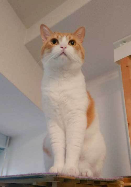 ８万人を驚かせた猫　その姿に「強そう…」「見事だ」