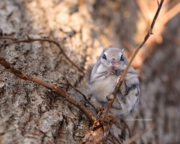 野生動物を撮る写真家　１枚に「切ない雰囲気…」