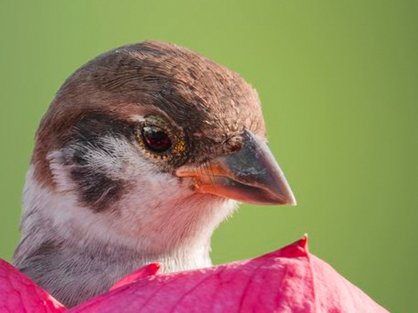 アンデルセン童話を彷彿とさせるスズメ　のっていたのが…「悟りを開いていそう」