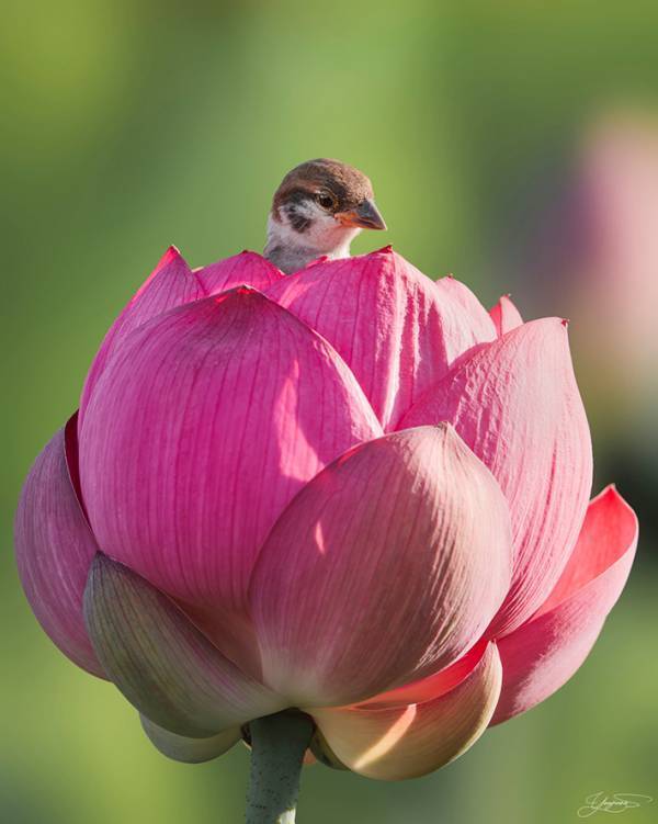 アンデルセン童話を彷彿とさせるスズメ　のっていたのが…「悟りを開いていそう」