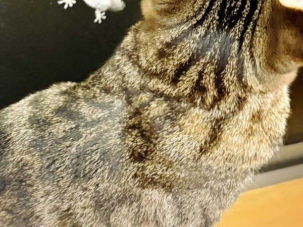 ヤモリが窓にいる！　猫の行動に「笑った」「かわいすぎる」