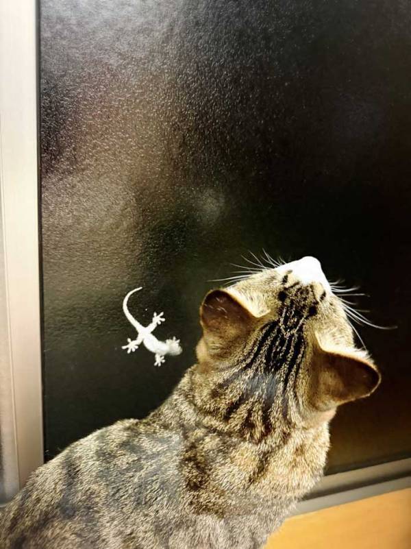 ヤモリが窓にいる！　猫の行動に「笑った」「かわいすぎる」