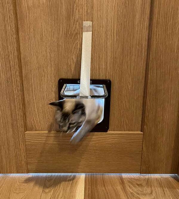ドアの前で鳴く猫　飼い主がおさめた写真に「絵画かと…」