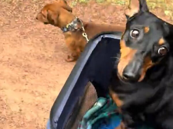 後ろ脚がマヒした犬　もう走れない…と思ったら？「感動して泣いた」