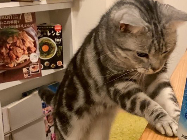 愛猫からの『差し入れ』が？　激写した光景に「利口すぎる」「世界イチだ」