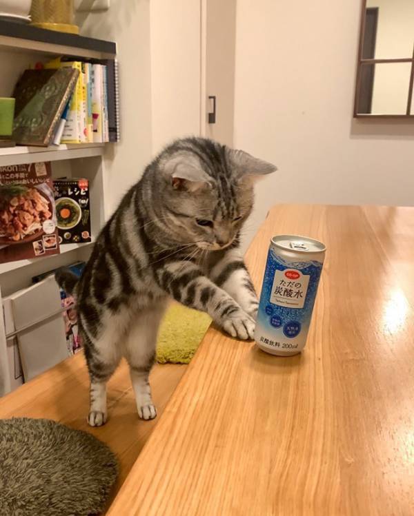 愛猫からの『差し入れ』が？　激写した光景に「利口すぎる」「世界イチだ」