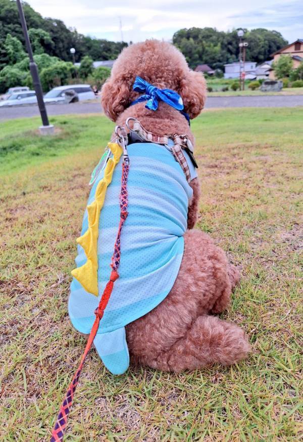 夕方ごろに散歩へ出かけた飼い主　犬の首に巻いたのは…「ぬかりない」「マネする」