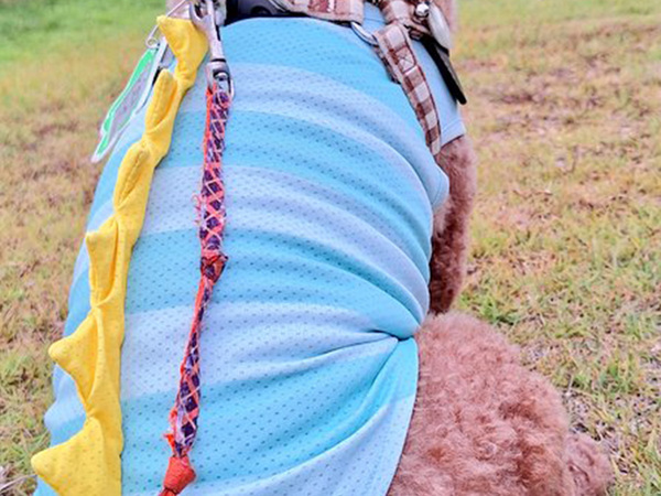 夕方ごろに散歩へ出かけた飼い主　犬の首に巻いたのは…「ぬかりない」「マネする」