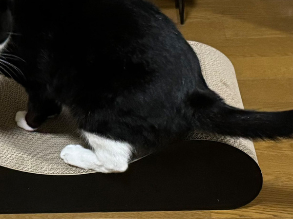 ハチワレ猫がのっているのは…？　写真に「幽体離脱？」「これは欲しい」