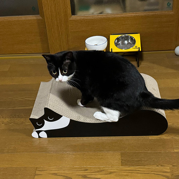 ハチワレ猫がのっているのは…？　写真に「幽体離脱？」「これは欲しい」