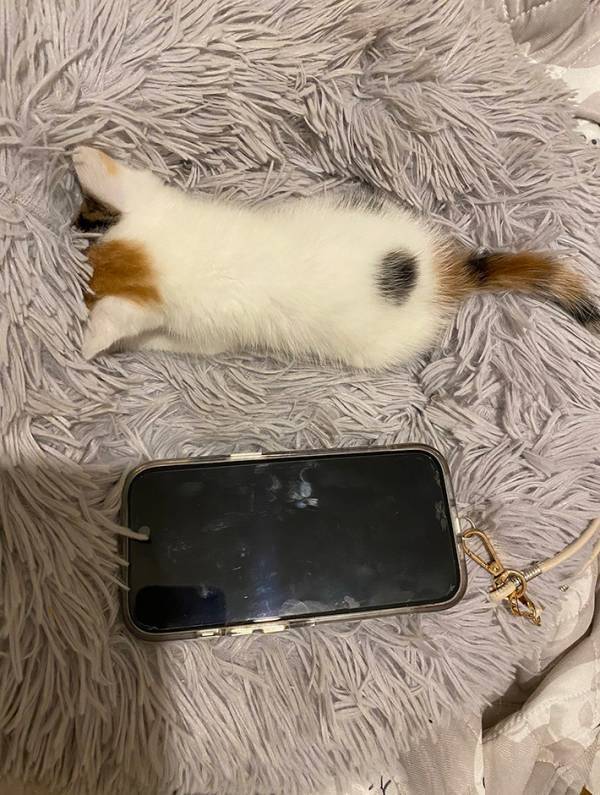 「新型のモバイルバッテリーかな」　生後１か月の子猫に「かわいすぎて変な声でた」