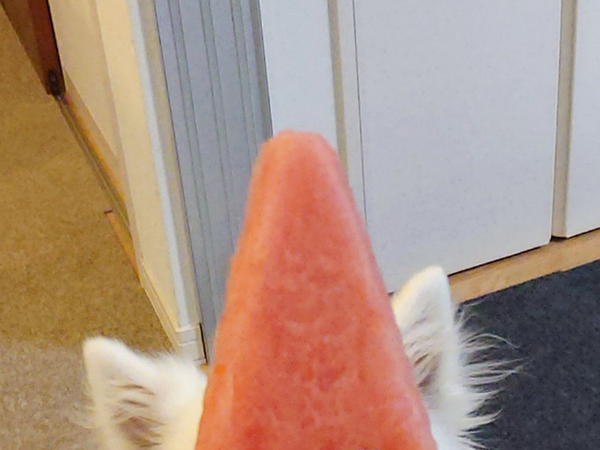 スイカを三角に切ったら？　まさかの光景に「一瞬とまどった」「これは笑う」