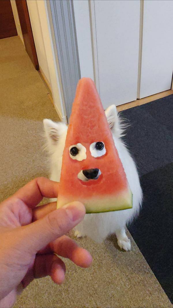 スイカを三角に切ったら？　まさかの光景に「一瞬とまどった」「これは笑う」