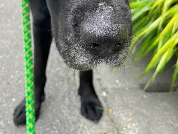 「台風が来ているよ」と教えられた犬　表情に「大爆笑」「顔が最高」