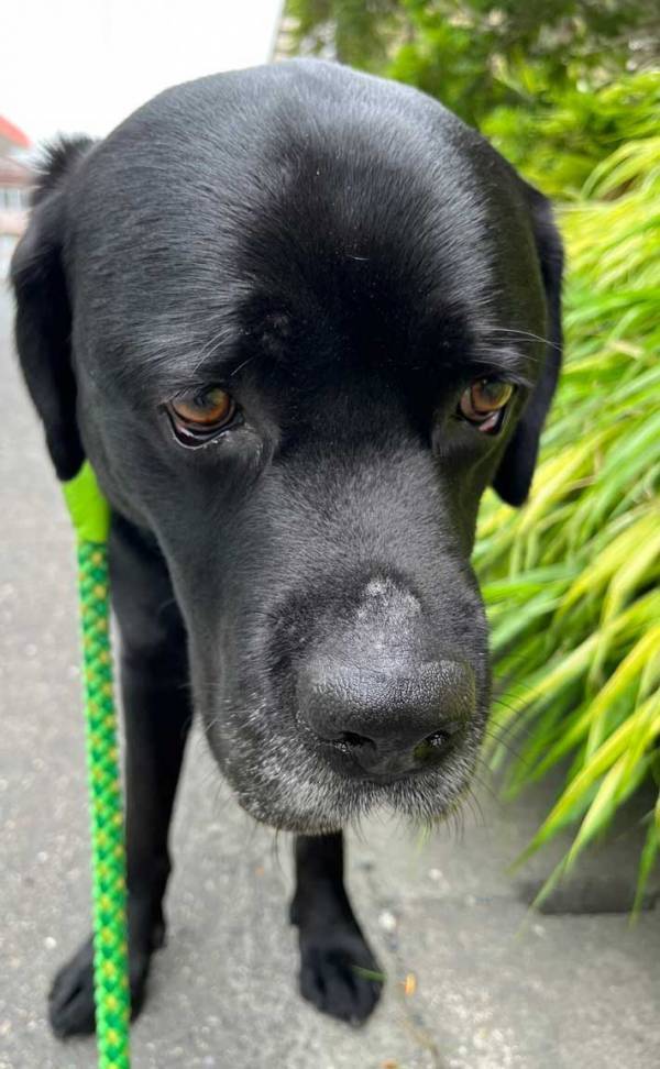 「台風が来ているよ」と教えられた犬　表情に「大爆笑」「顔が最高」